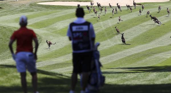 Kangaroos gate crash golf game in Australia