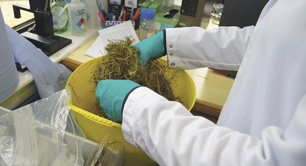 Teagasc warns of very low protein in some 2018 silage
