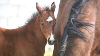Calving is a calm affair compared to foaling