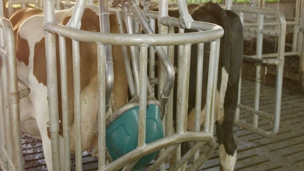 Cow urinal expected to reduce ammonia problem