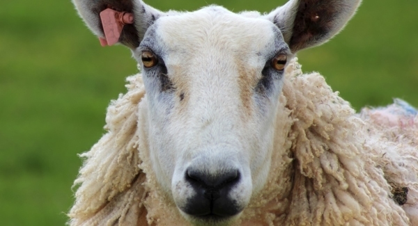 Discovery of Bluetongue in Germany a warning to stay vigilant, says UFU