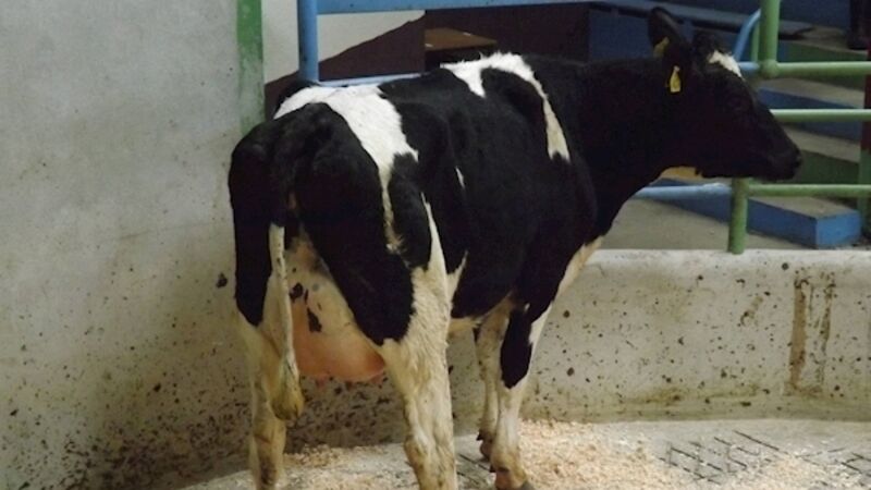The poor Friesian bull calf is like ‘nobody’s child’ in the marts The poor Friesian bull calf is like ‘nobody’s child’ in the marts