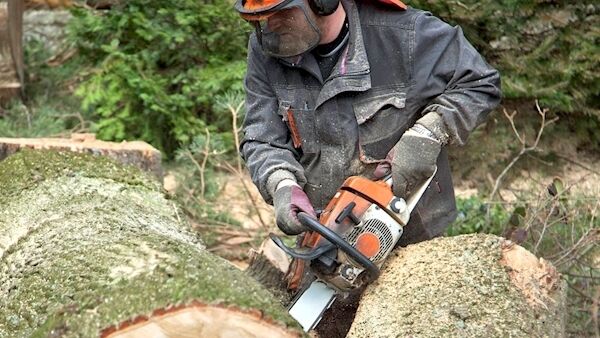 Forests will be felled if the big card fad catches on. Forests will be felled if the big card fad catches on.