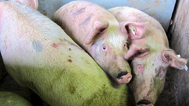 IFA urges meat factories to match increases across EU markets 