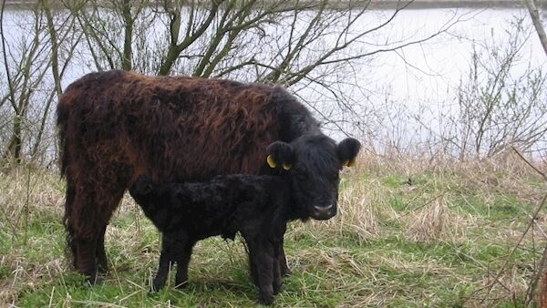 Galloway Cattle Galloway Cattle