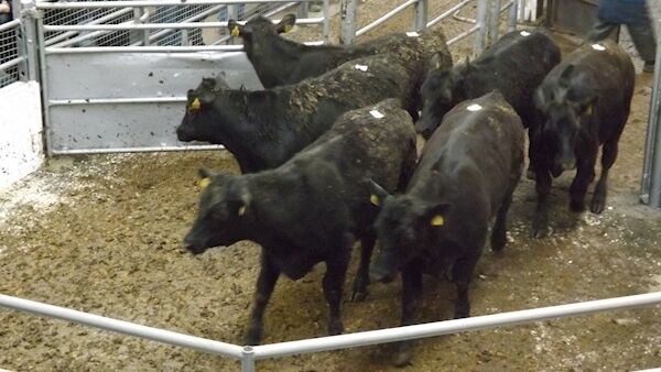 These six Aberdeen Angus cross steers, born in March and April 2018, weighed 356kg and sold for €700 at Bandon mart on Monday. These six Aberdeen Angus cross steers, born in March and April 2018, weighed 356kg and sold for €700 at Bandon mart on Monday.