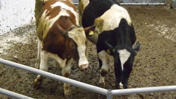 These two Friesian steers, born in February 2018, weighed 490kg and sold for €775 at Bandon mart on Monday. These two Friesian steers, born in February 2018, weighed 490kg and sold for €775 at Bandon mart on Monday.