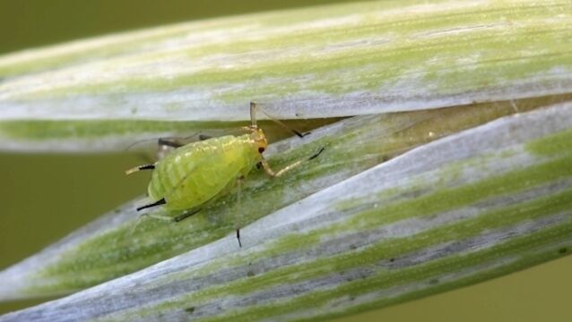 Insecticide ban leaves search for new ways to save cereal crops from aphids