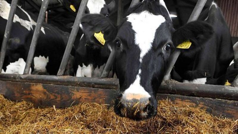 Import surge’s Bluetongue virus threat Import surge’s Bluetongue virus threat