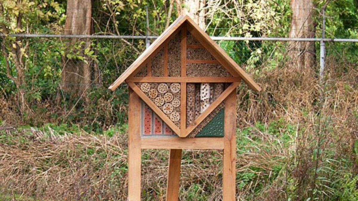 Irish insect farmers in global Top 100 solutions