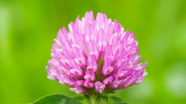 The Irish clover officially recommended for use by farmers across the UK