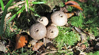 Mushroom composters recognise importance of local straw supply after shortages 