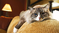 Purrfect home solutions to rein in your cat