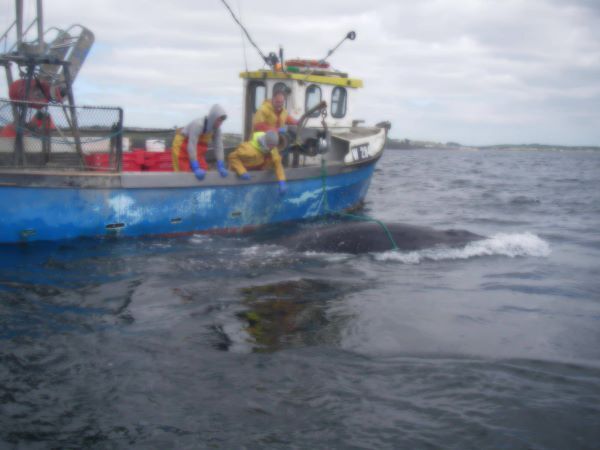 Lifeboat crew rescue whale caught in ropes