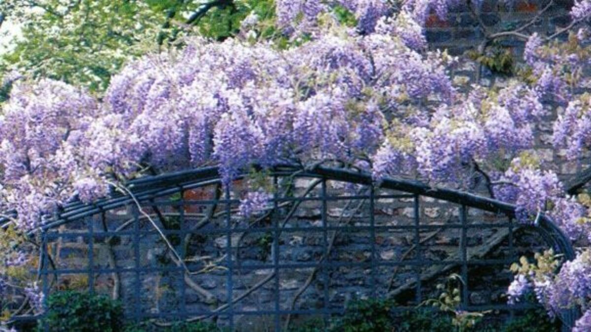 wisteria store coming back