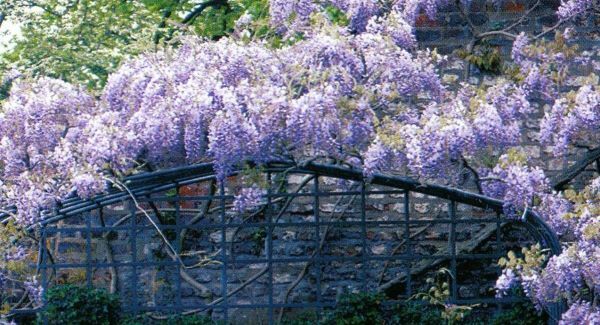 Ask the Gardener: Wisteria