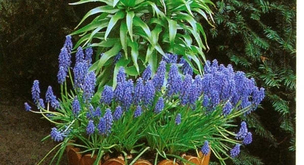 Scent of a late spring garden