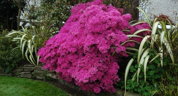 Magical for May