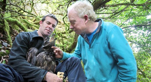 White-tailed eagle chicks in historic first flight
