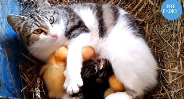 Cat’s got the cream and the ducklings love it