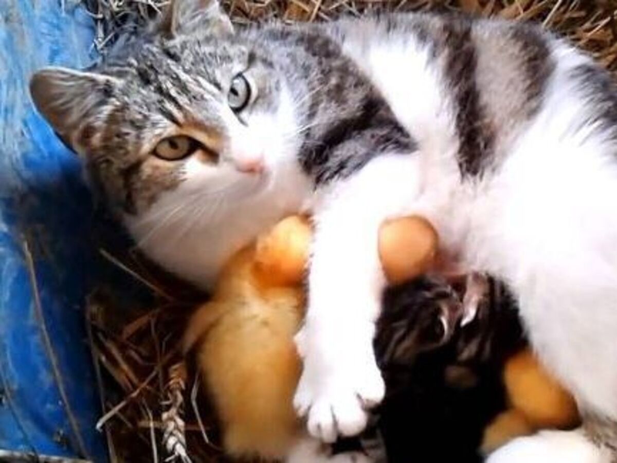 Cat Nursing Ducklings