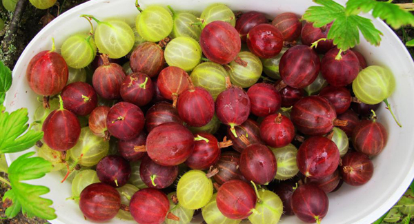 A gander at gooseberries