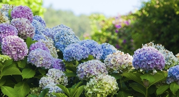 Hot for hydrangeas