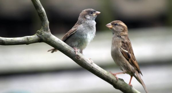 Best to feed birds year-round
