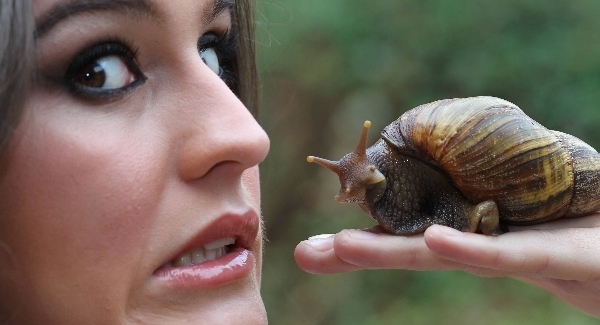 Slugs and snails - know they enemy
