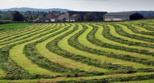 Maximise grass growth in long summer days