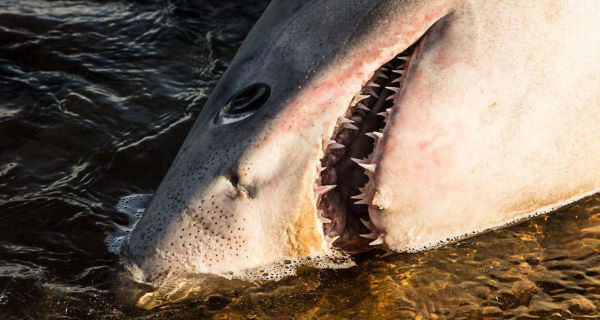 Porbeagle shark washes up in Kerry