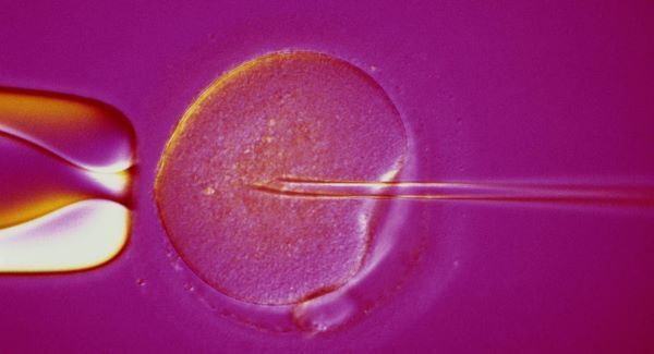 Trial to examine if Mediterranean diet can boost fertility for IVF couples
