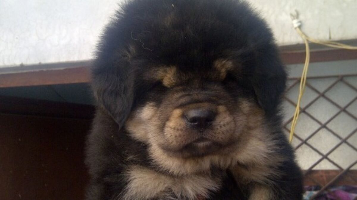 Do Tibetan Mastiffs Have Lions Blood