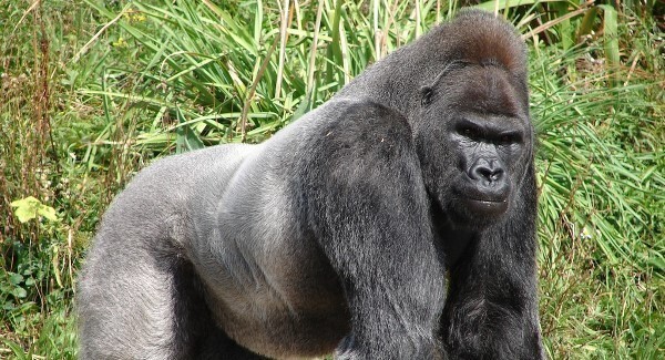 Zoo employee shot in error while dressed as a gorilla