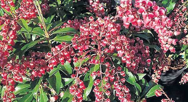 'Forest Flame' is a plant to remember