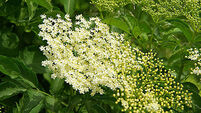 Cool, quenching Elderflower cordial
