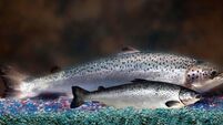 Salmon farm escape - Alarm bells ringing again 