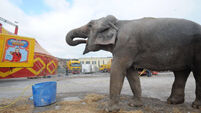 Circus animals - Outdated tradition 