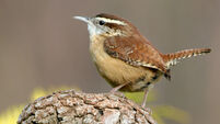  Bird census - Wren is king of all birds