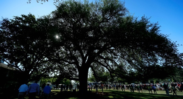 Augusta’s iconic Eisenhower Tree felled