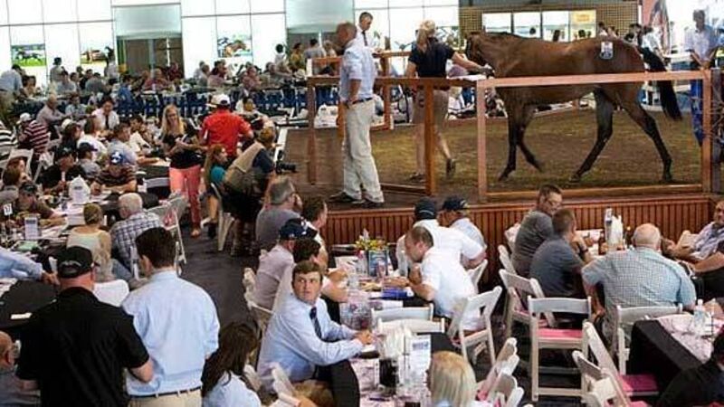 Irish firm helps horse buyers decide at Oz sale Irish firm helps horse buyers decide at Oz sale
