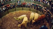 Taoiseach urged to protect beef industry at EU trade talks