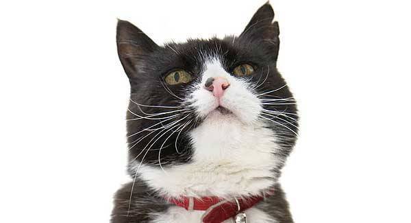 Dealing with a cat's bad breath