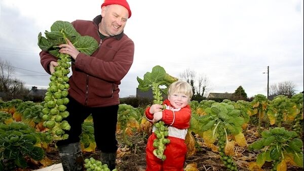 Pádraig and Tomás load up with Brussels sprouts on the family farm in Co Galway. Picture: Hany Marzouk
