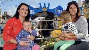 King Puck keeps keen eye on rare old-style cattle fair