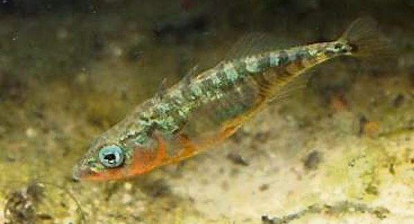 Nature table: STICKLEBACKS