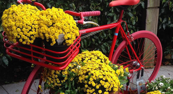 Happy flowers abound