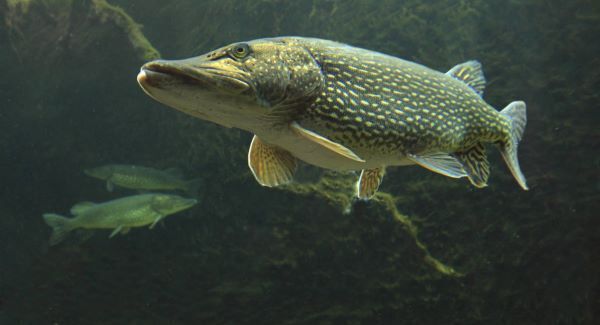 Why I&rsquo;m hooked on perch