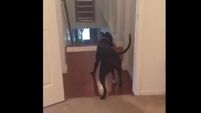 This dog has come up with a novel way of dealing with his fear of doors