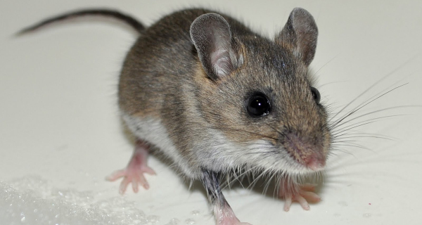 Nature Table: HOUSE MOUSE